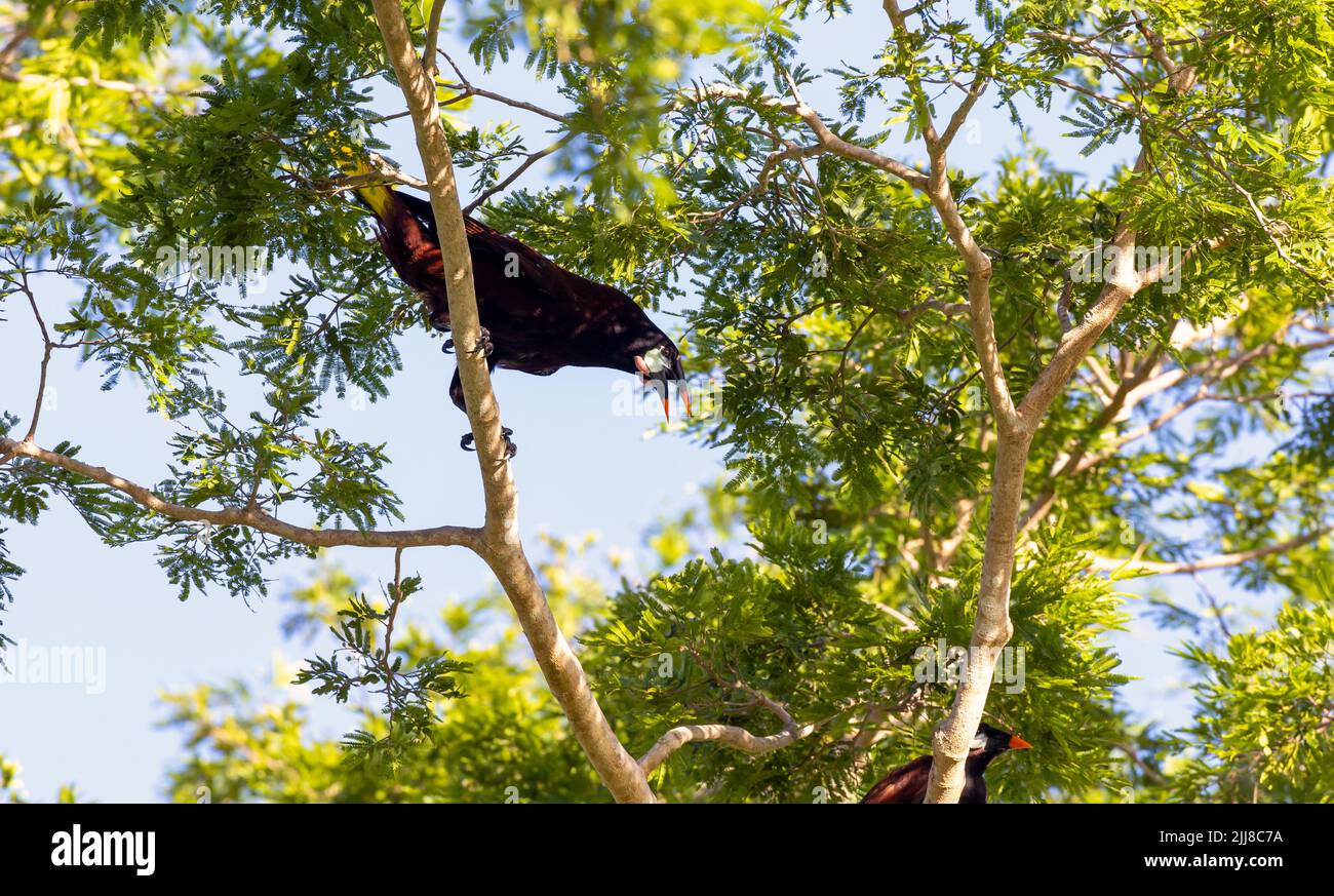 Montezuma Oropendula in tree in Costa Rica Stock Photo