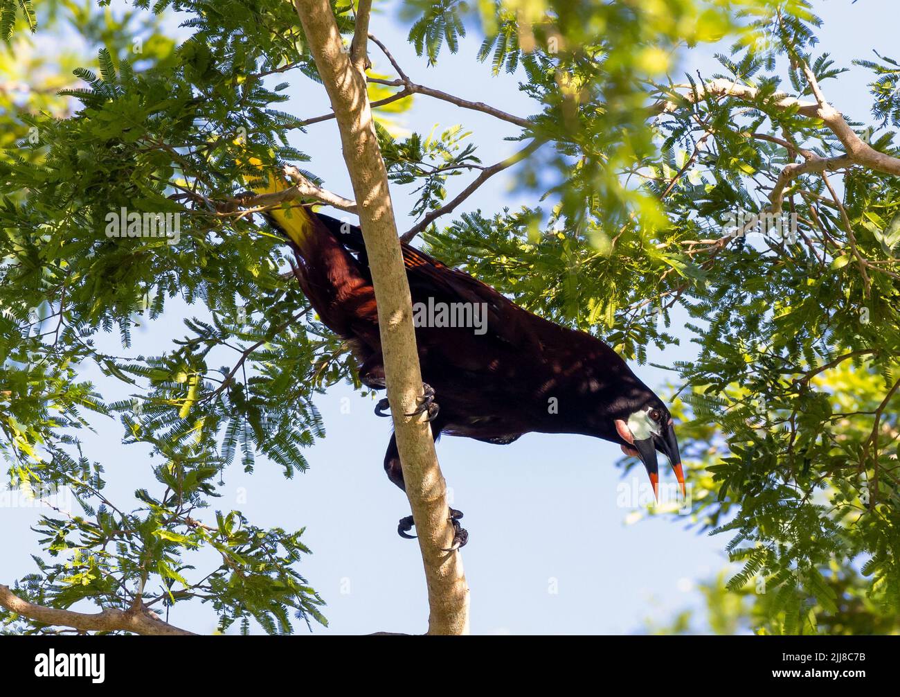 Montezuma Oropendula in tree in Costa Rica Stock Photo