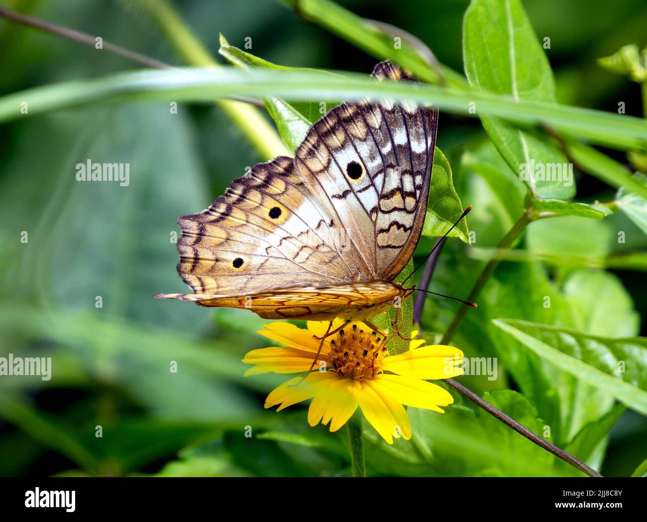 White Peacock butterfly on yellow flower, Costa Rica Stock Photo