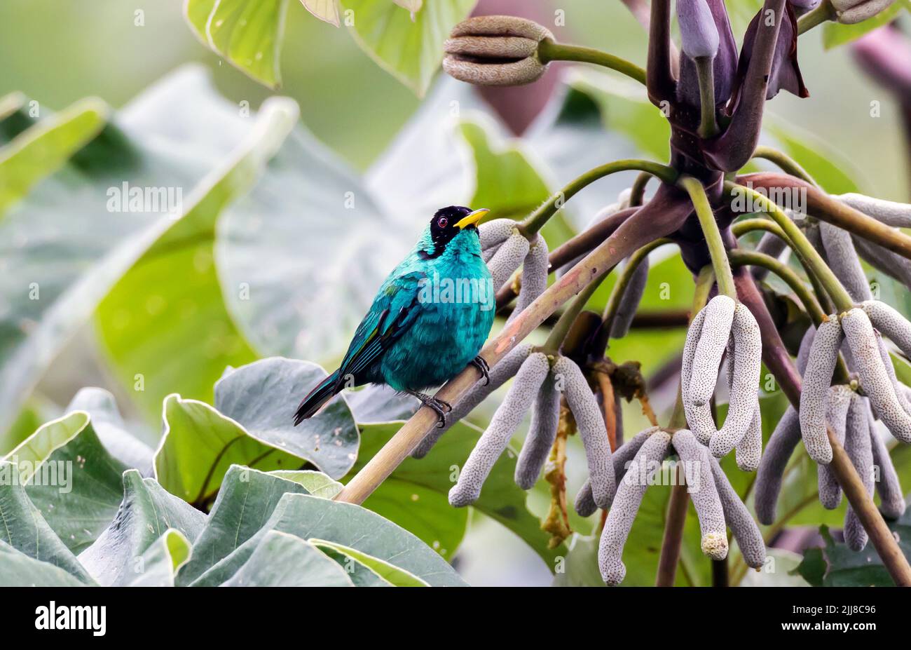 Green honeycreeper in trumpet tree, Costa Rica Stock Photo