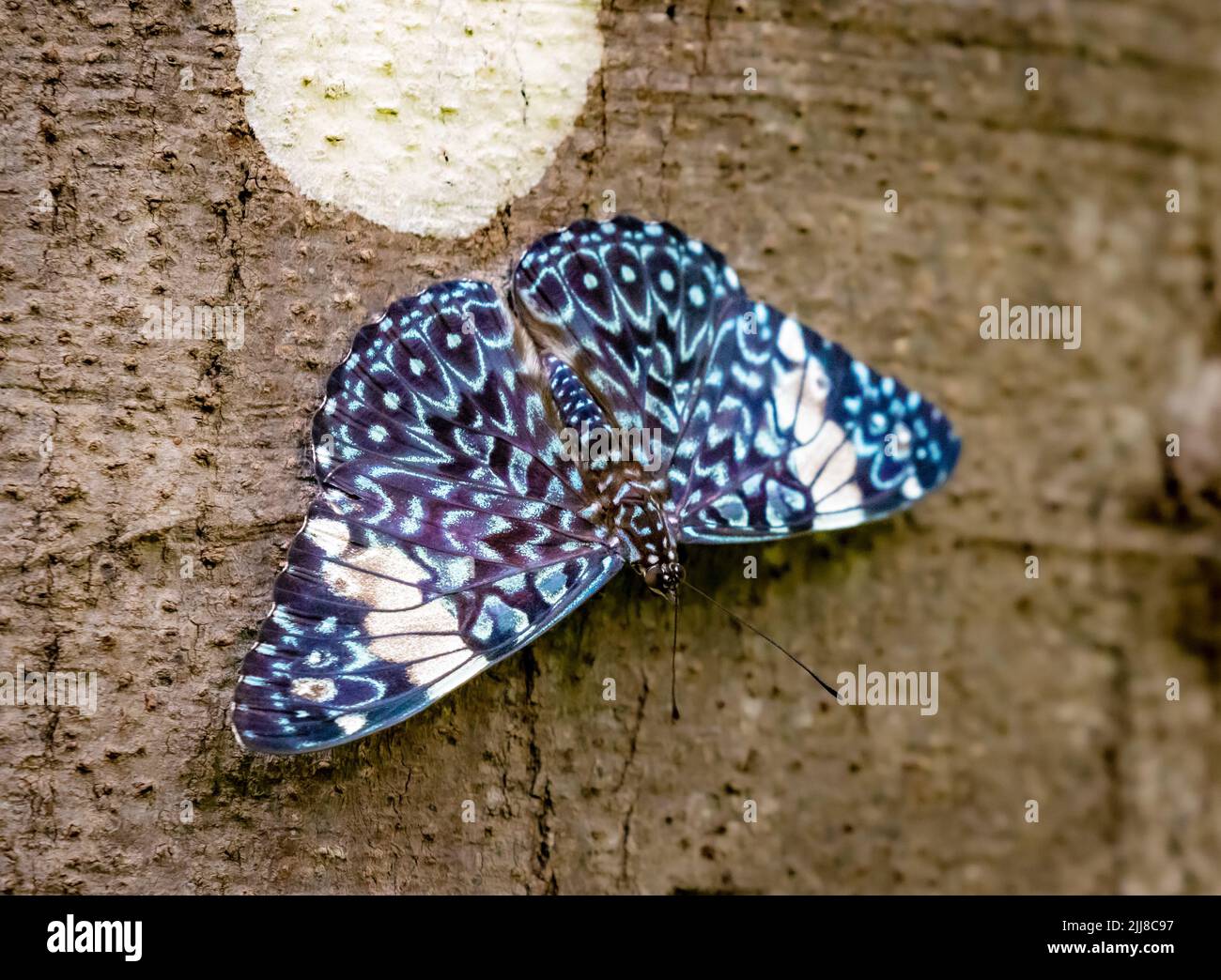 Red cracker butterfly on tree trunk, Costa Rica Stock Photo