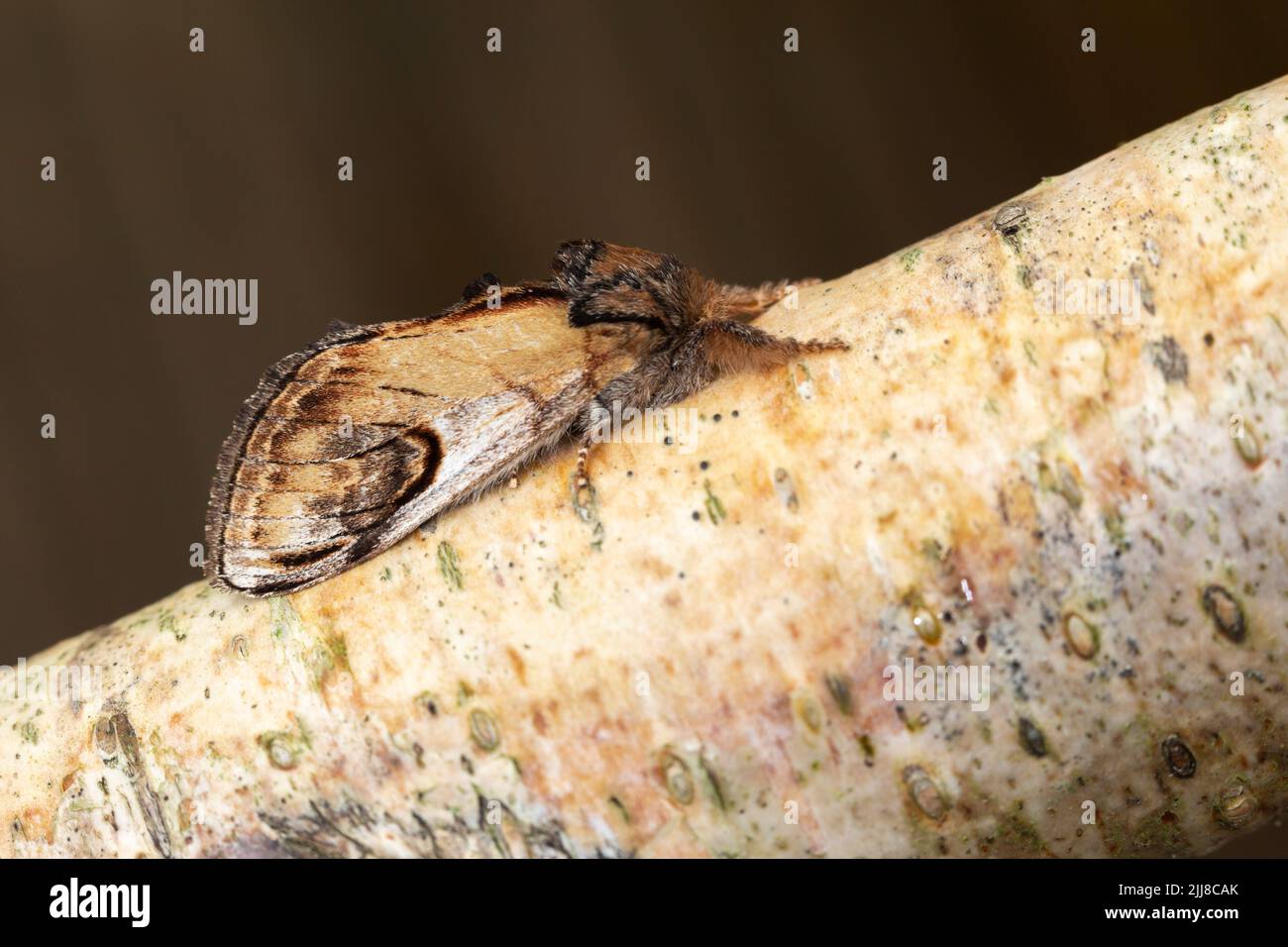 Pebble prominent Notodonta ziczac, imago roosting on branch, Weston-Super-Mare, Somerset, UK, July Stock Photo