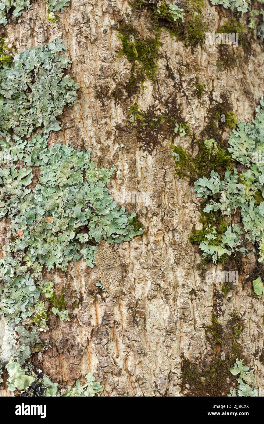 Scallop shell Rheumaptera undulata, imago roosting on tree bark, Crowcombe, Somerset, UK, July Stock Photo