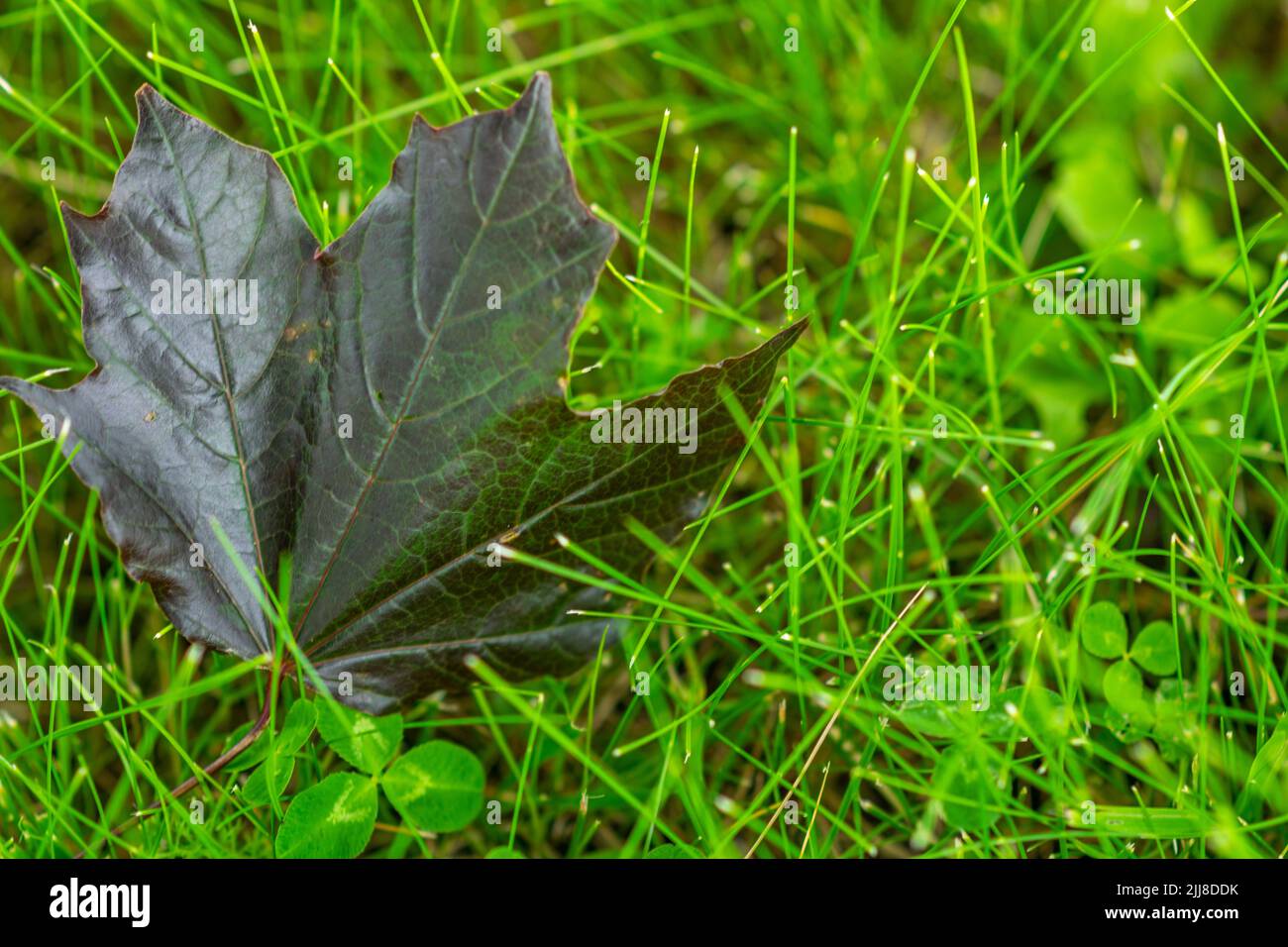 Dark leaf fallen from maple tree on green grass Stock Photo
