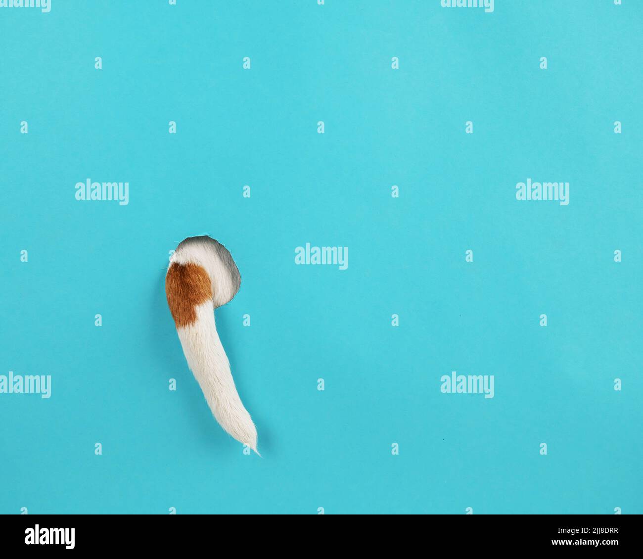 Dog tail sticking out of a hole in paper blue background Stock Photo ...