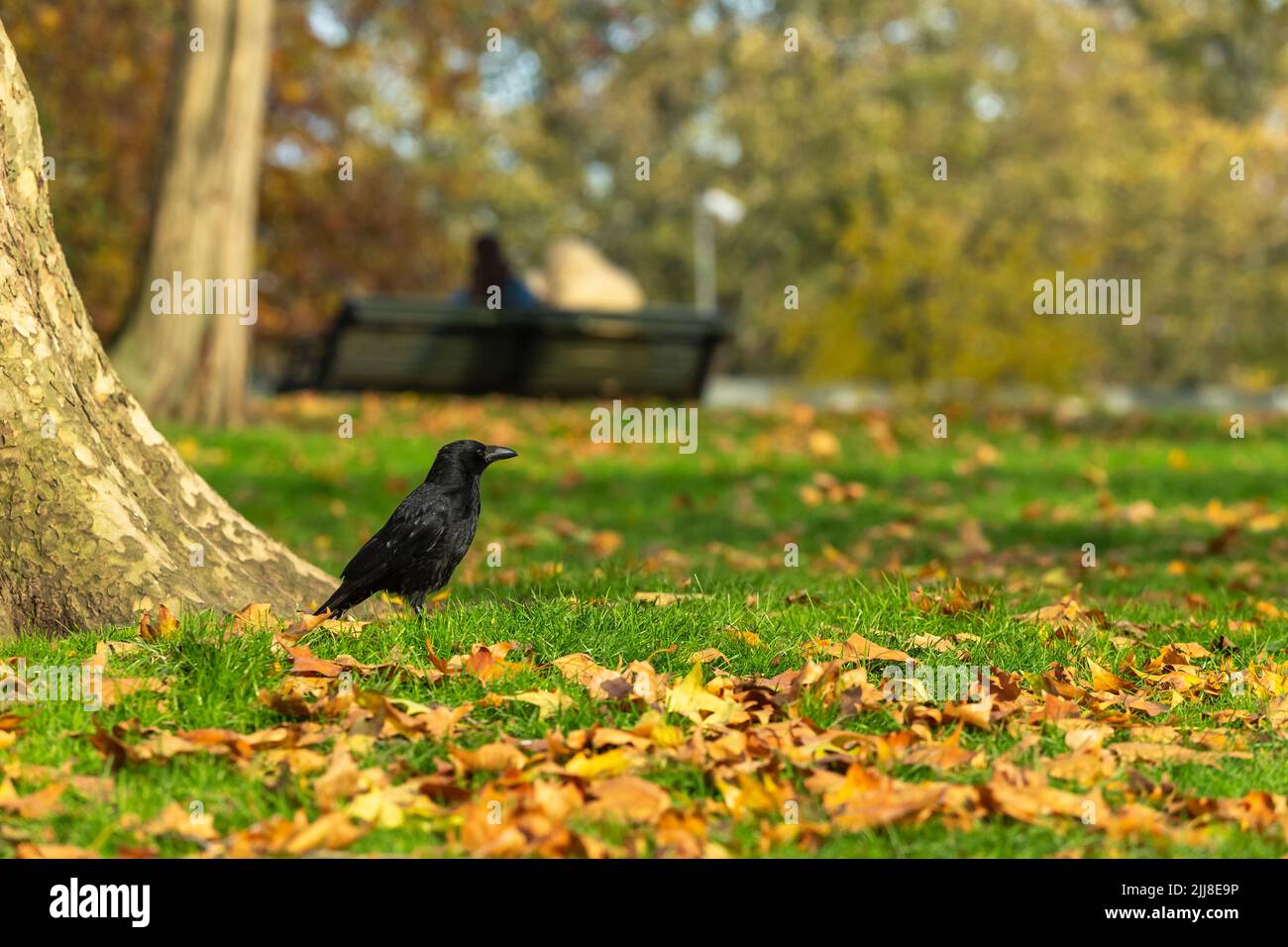 Carrion crow Corvus corone, foraging amonst fallen leaves, Hyde Park