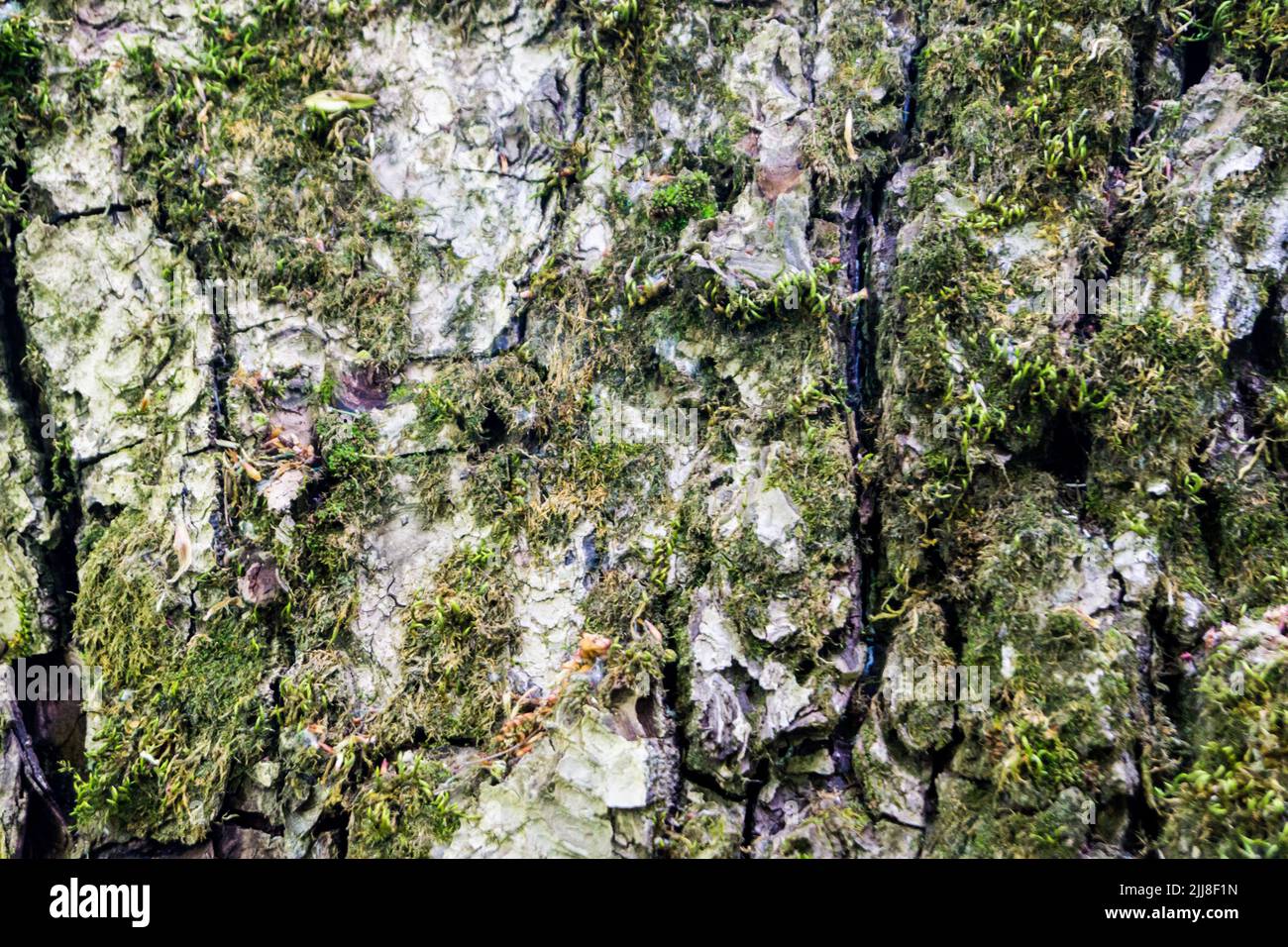 Moss on skin tree hi-res stock photography and images - Alamy