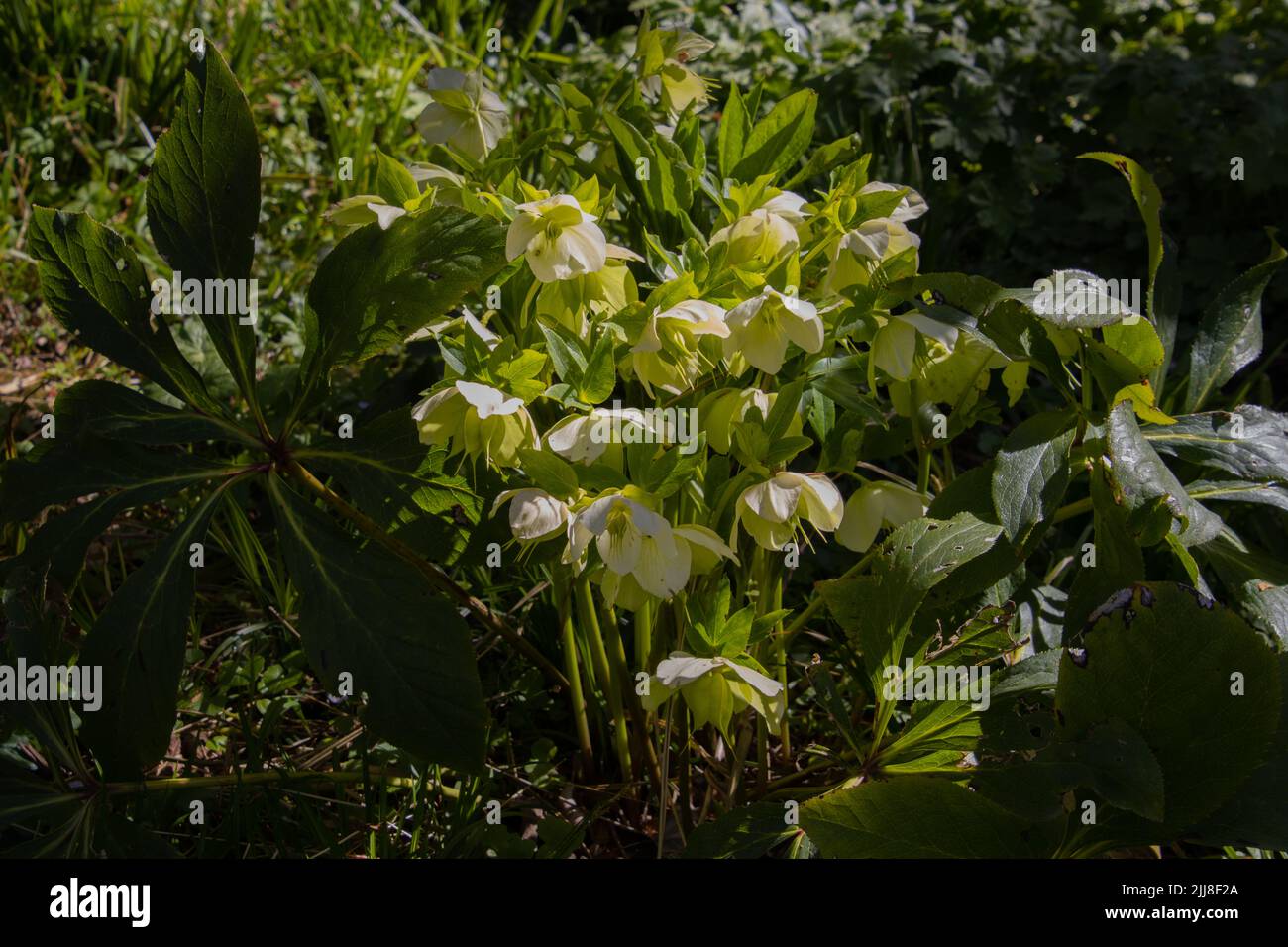 Bunch of white blooming flowers of the helleborus niger, also called lenten rose or Nieswurz Stock Photo