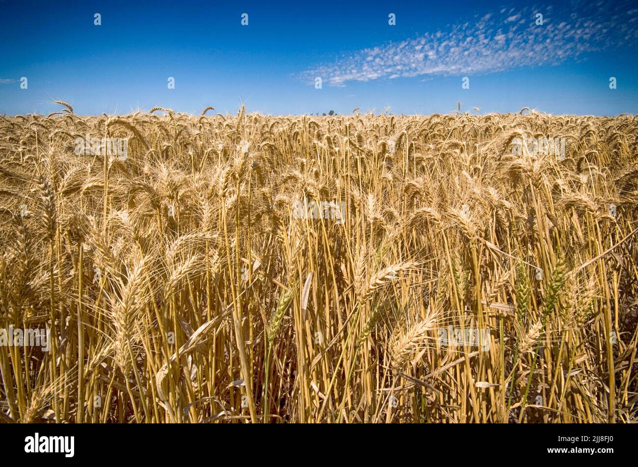 Ripening wheat, central New South Wales, Australia Stock Photo