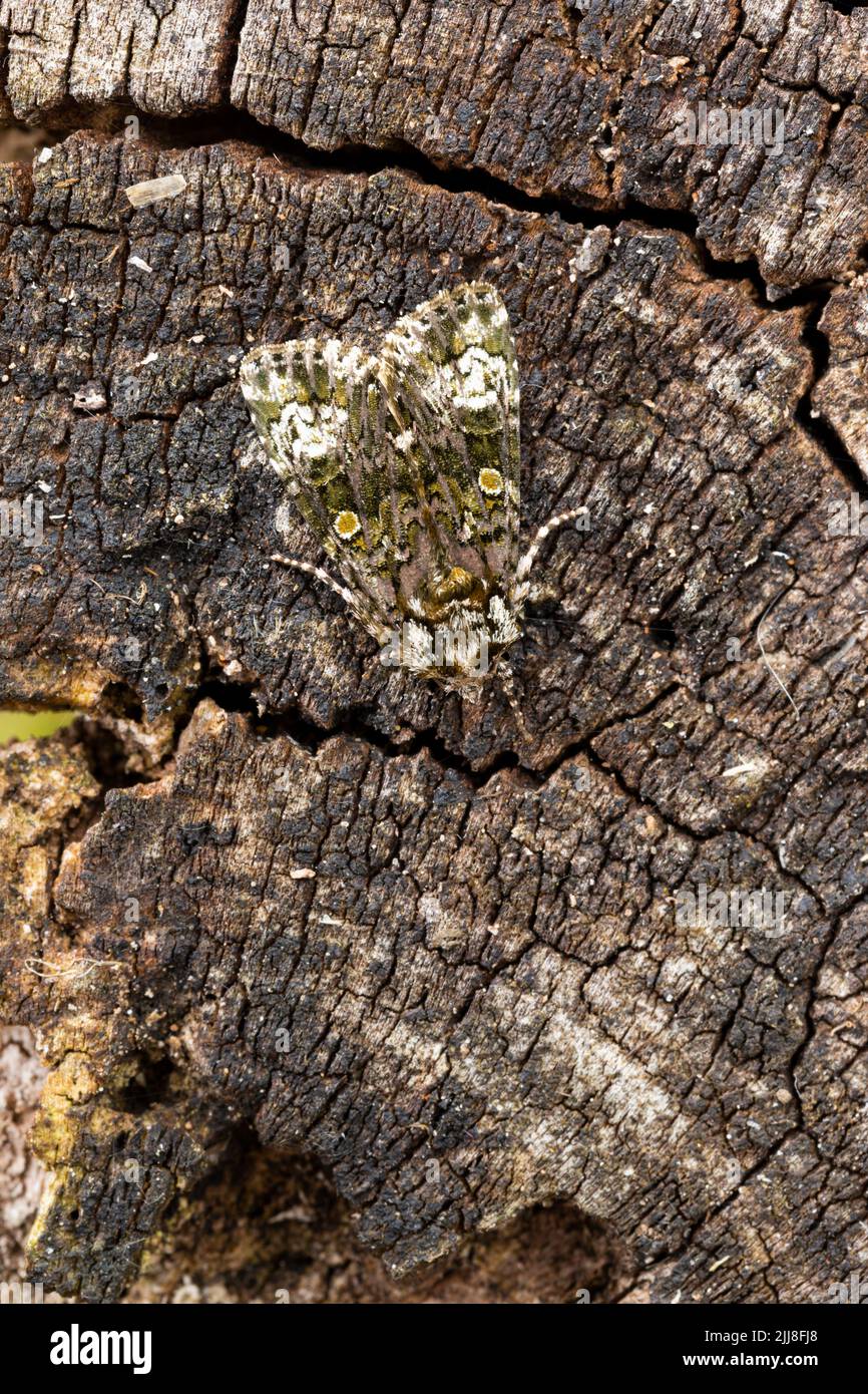 Coronet Craniophora ligustri, imago, resting on textured tree trunk, Middle Winterslow, UK, July Stock Photo