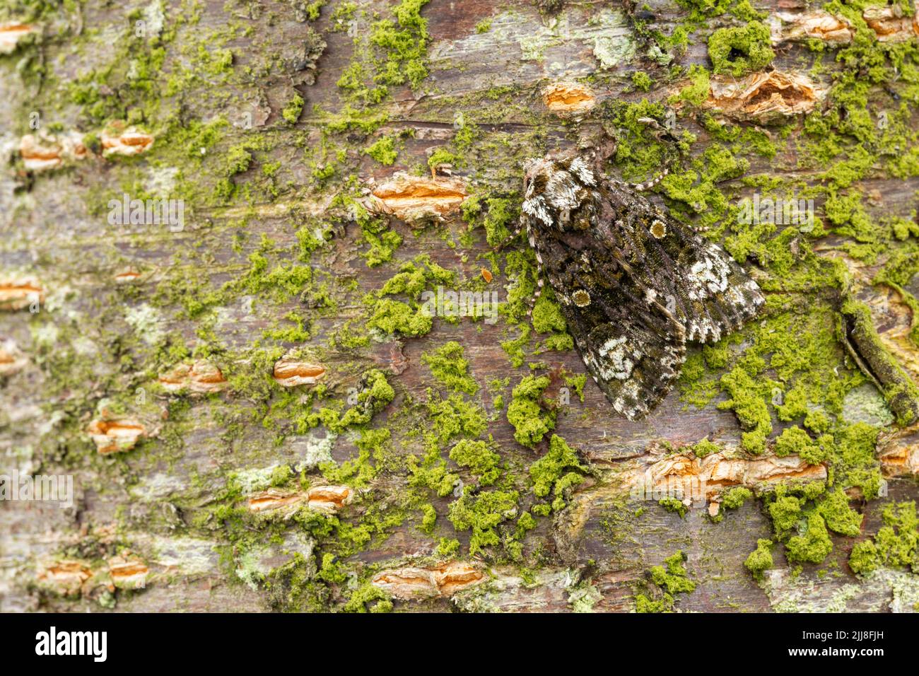 Coronet Craniophora ligustri, imago, resting on tree trunk, Middle Winterslow, UK, July Stock Photo