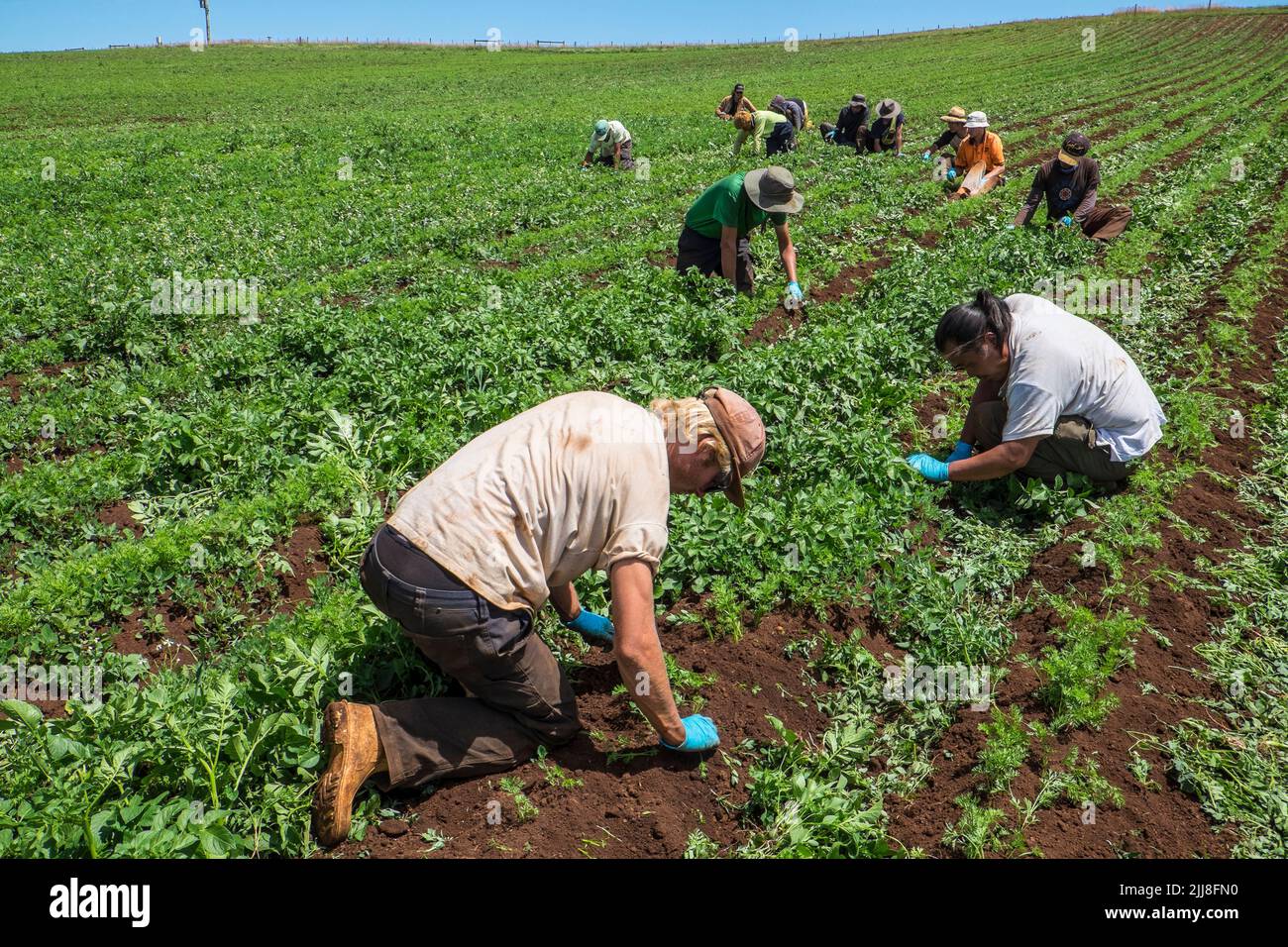 Backpacker casual agricultural labourers hand weeding organic carrots in Tasmania Stock Photo