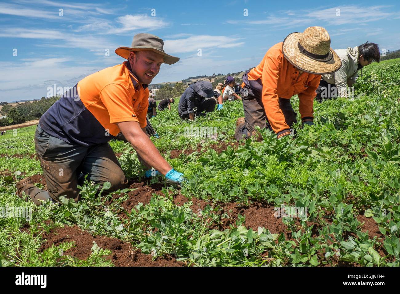 Backpacker casual agricultural labourers hand weeding organic carrots in Tasmania Stock Photo