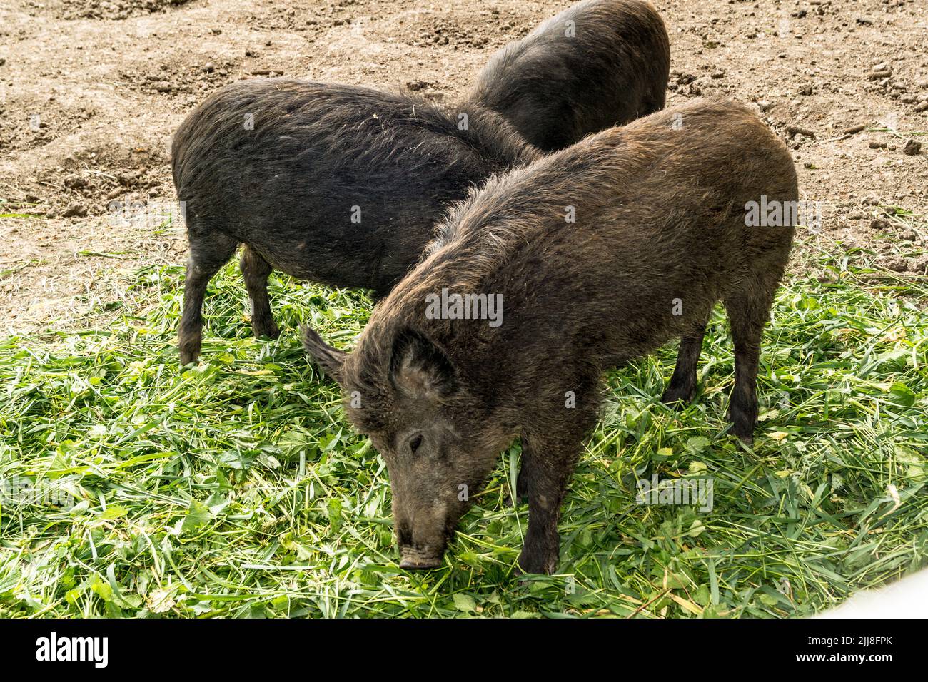 Three wild pigs are eating green plucked grass Stock Photo Alamy