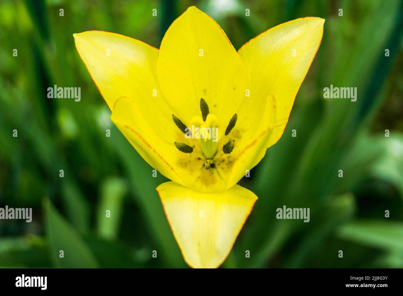 Yellow lily flower on a background of green leaves. Selective focus Stock Photo