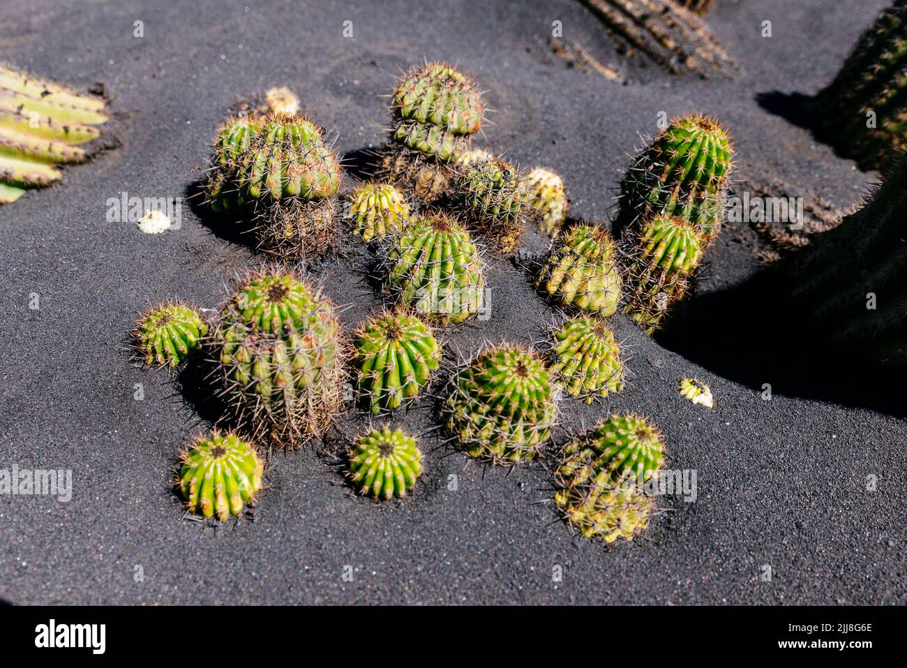 Cactus buried in volcanic ash. El Paraiso, El Paso, La Palma, Canary Islands, Spain Stock Photo
