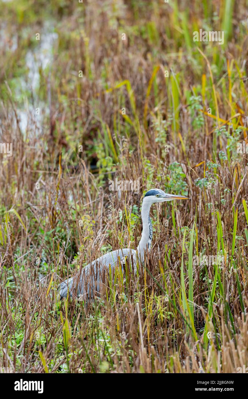 Grey heron Ardea cinerea, adult, hunting in flooded marsh, London Wetland Centre, London, UK