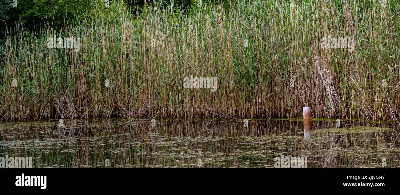 Panorama of reed grass growing on the shoreline of a pond Stock Photo ...