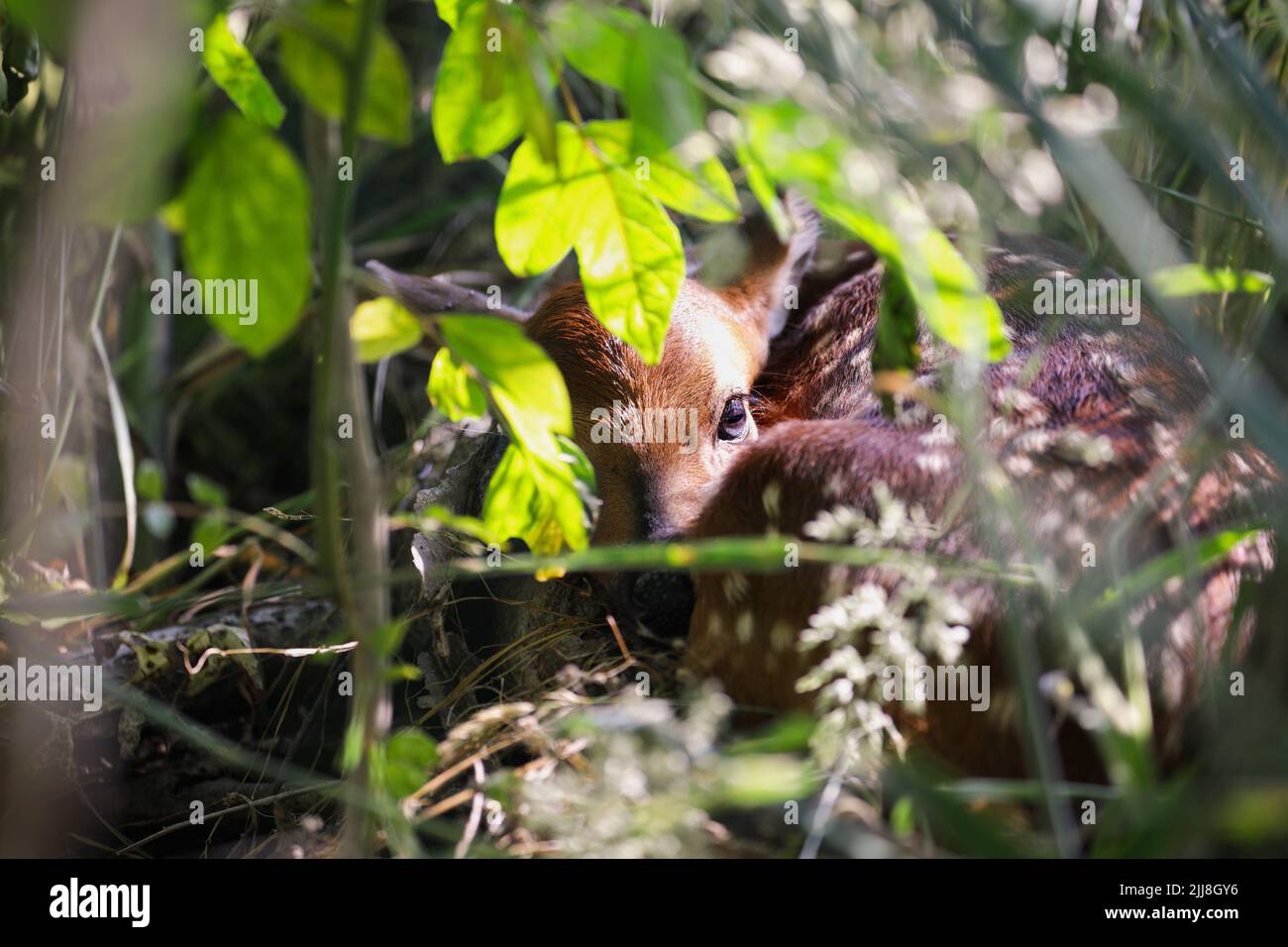 Cute little baby fawn hidden by its mother in a wooden thicket with sun beams, curls up to avoid detection. Selective focus with blurred background. Stock Photo