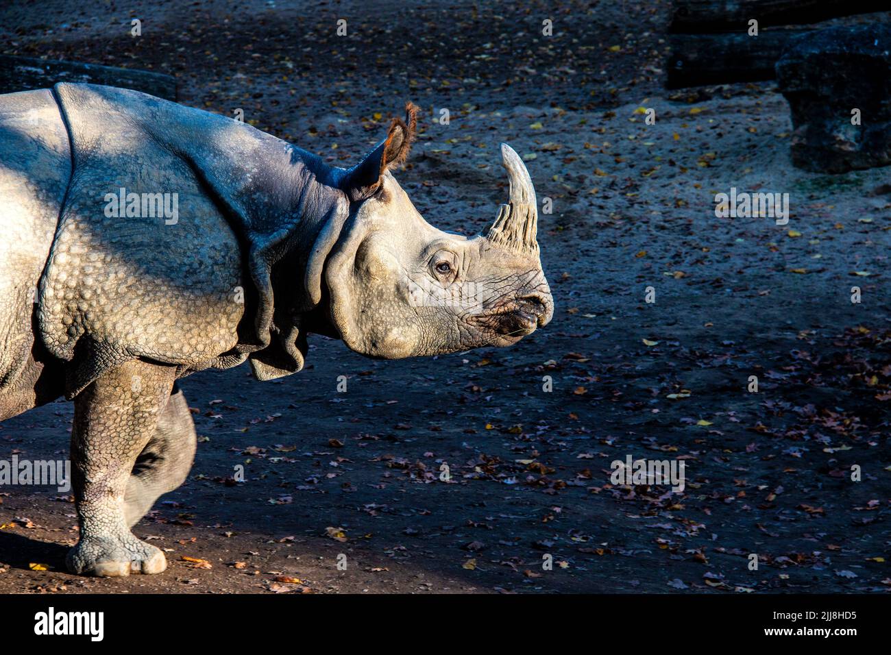 Greatndian rhinoceros (Rhinoceros unicornis) one-horned rhino native animal to the Indian subcontinent Stock Photo