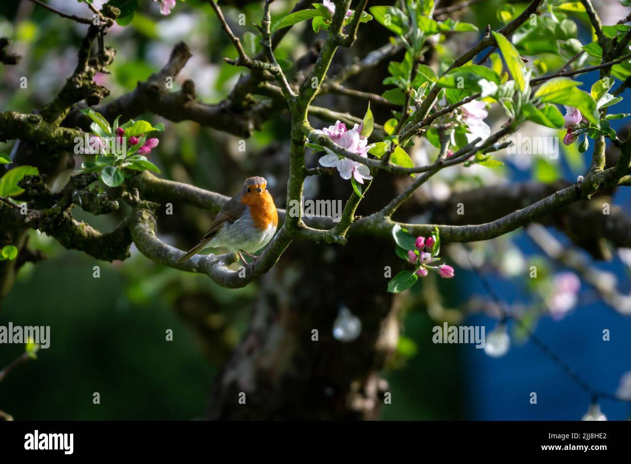 A robin perched on an applw tree in springtime Stock Photo