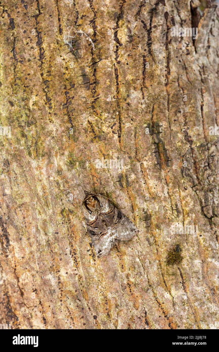 Spectacle Abrostola tripartita, imago, resting on bark, Middle Winterslow, Wiltshire, UK, July Stock Photo