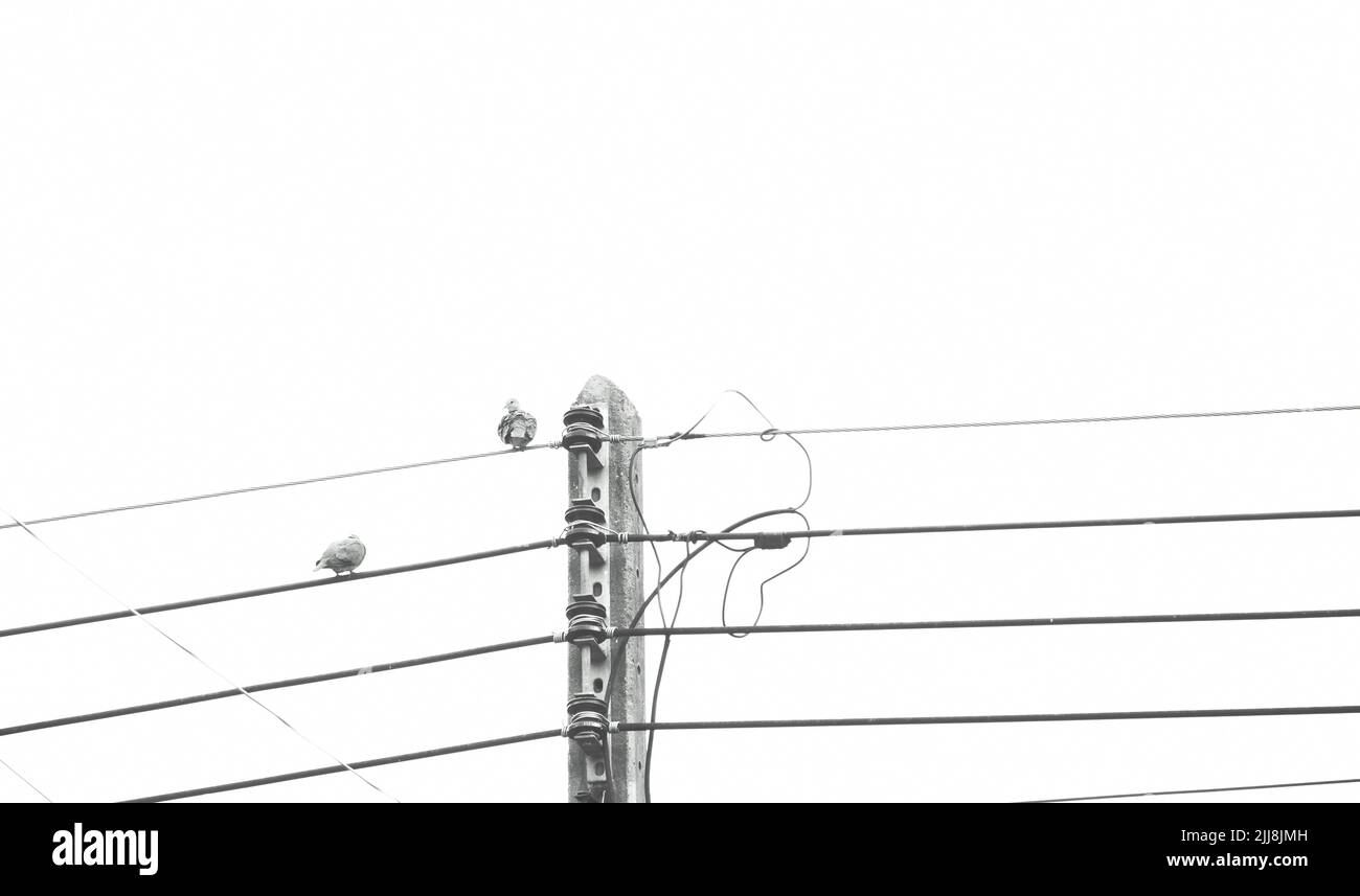 dove bird hanging on electric wire in black and white sky background Stock Photo