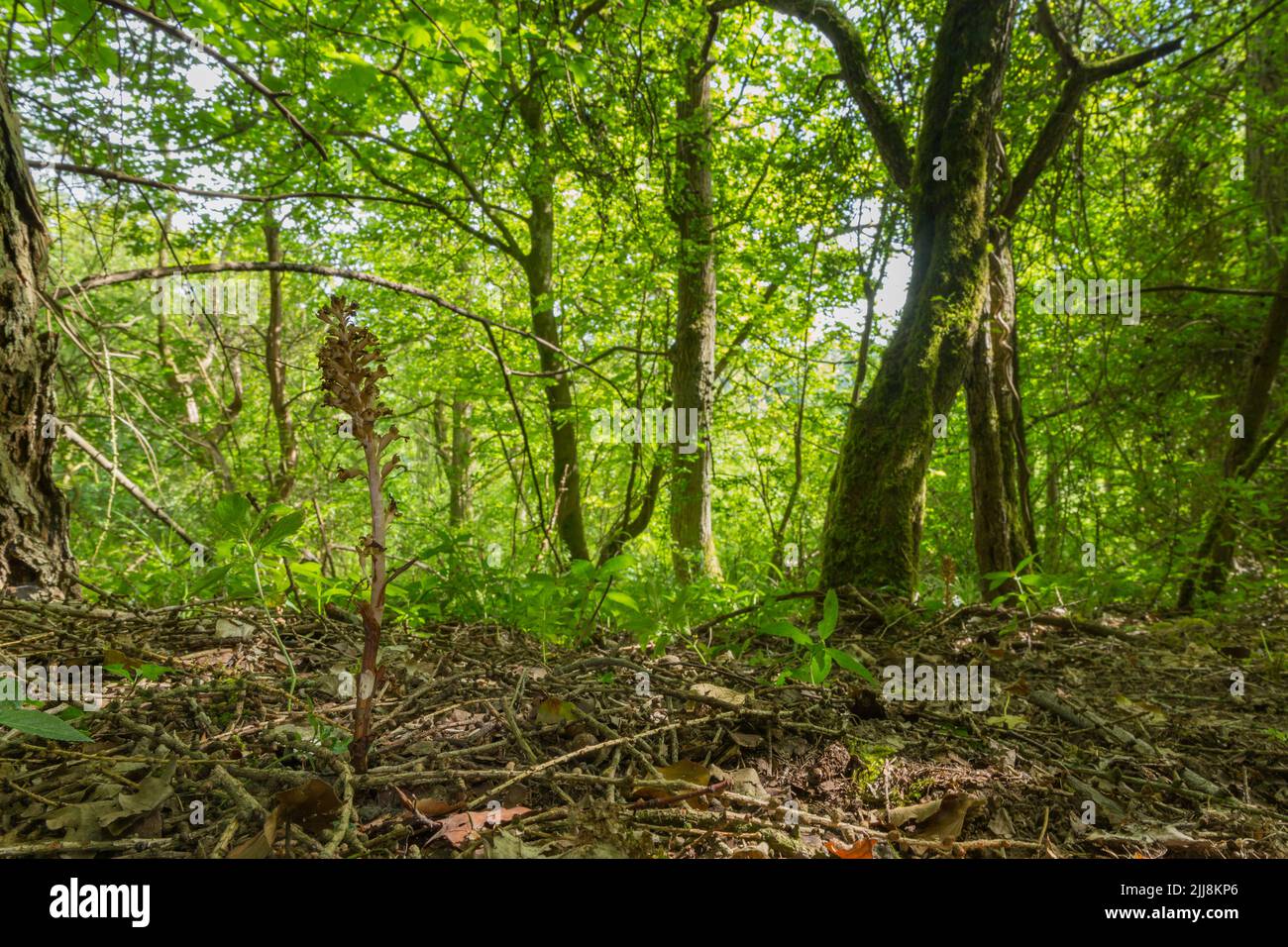 Bird'nest orchid Neottia nidusavis, single spike in woodland setting, Warburg Nature Reserve