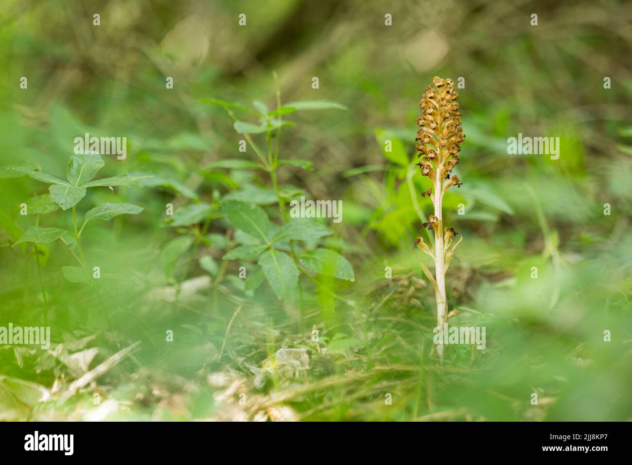 Bird'-nest orchid Neottia nidus-avis, single spike in woodland setting, Warburg Nature Reserve, Oxfordshire, UK, July Stock Photo
