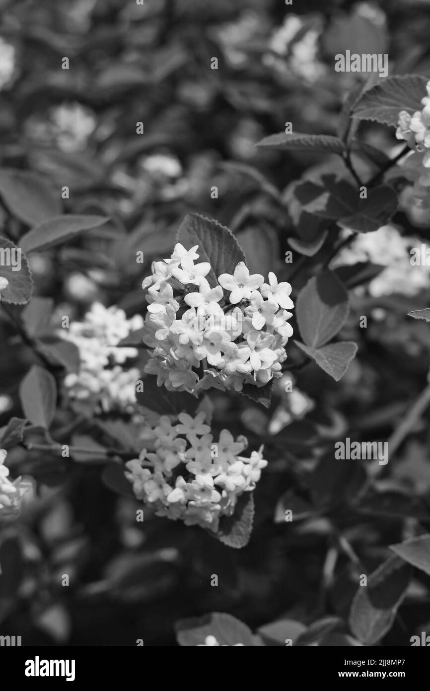 Full sun plants Black and White Stock Photos & Images - Alamy