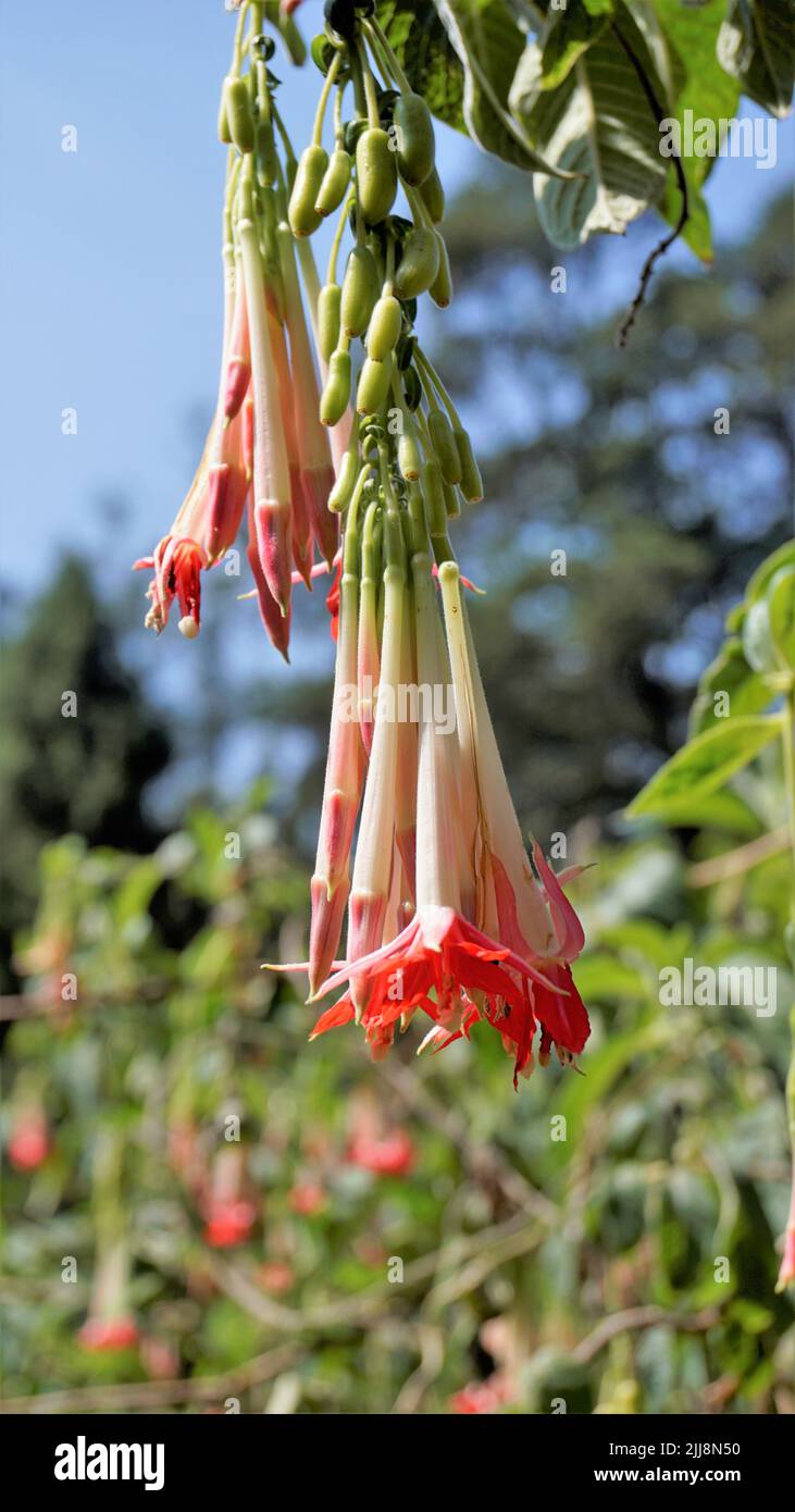 Closeup of beautiful flowers of Fuchsia boliviana Carriere also known as Bolivian Fuchsia. Stock Photo