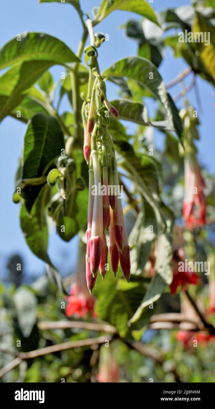Closeup of beautiful flowers of Fuchsia boliviana Carriere also known as Bolivian Fuchsia. Stock Photo