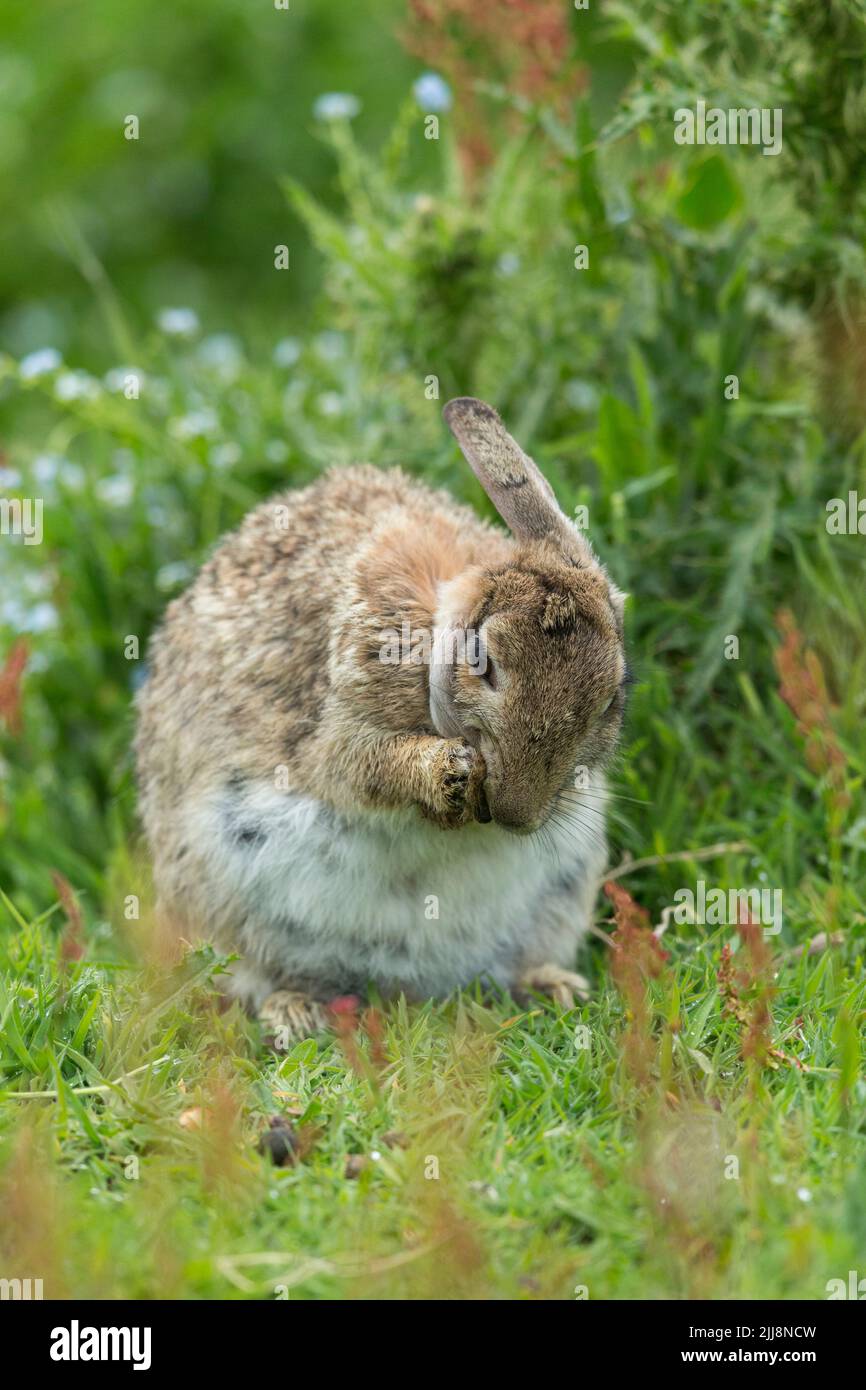 Skomer Rabbits European rabbit Oryctolagus cuniculus, cleaning, Skomer, Pembrokeshire ...