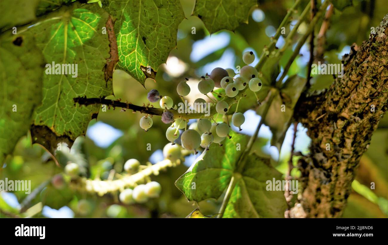 Closeup of semi ripe fruits of Mahonia bealei also known as Beales barberry, leatherleaf mahonia or Oregon grape. Stock Photo