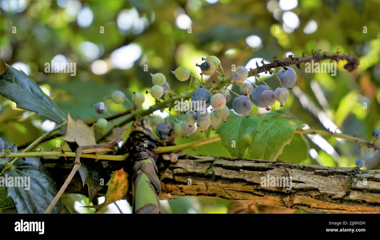Closeup of semi ripe fruits of Mahonia bealei also known as Beales barberry, leatherleaf mahonia or Oregon grape. Stock Photo