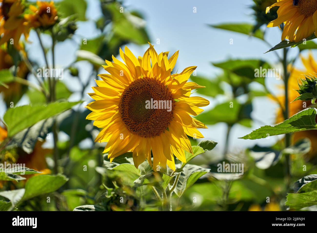 Sonnenblume im Gegenlicht ein Leben in Bayern Stock Photo