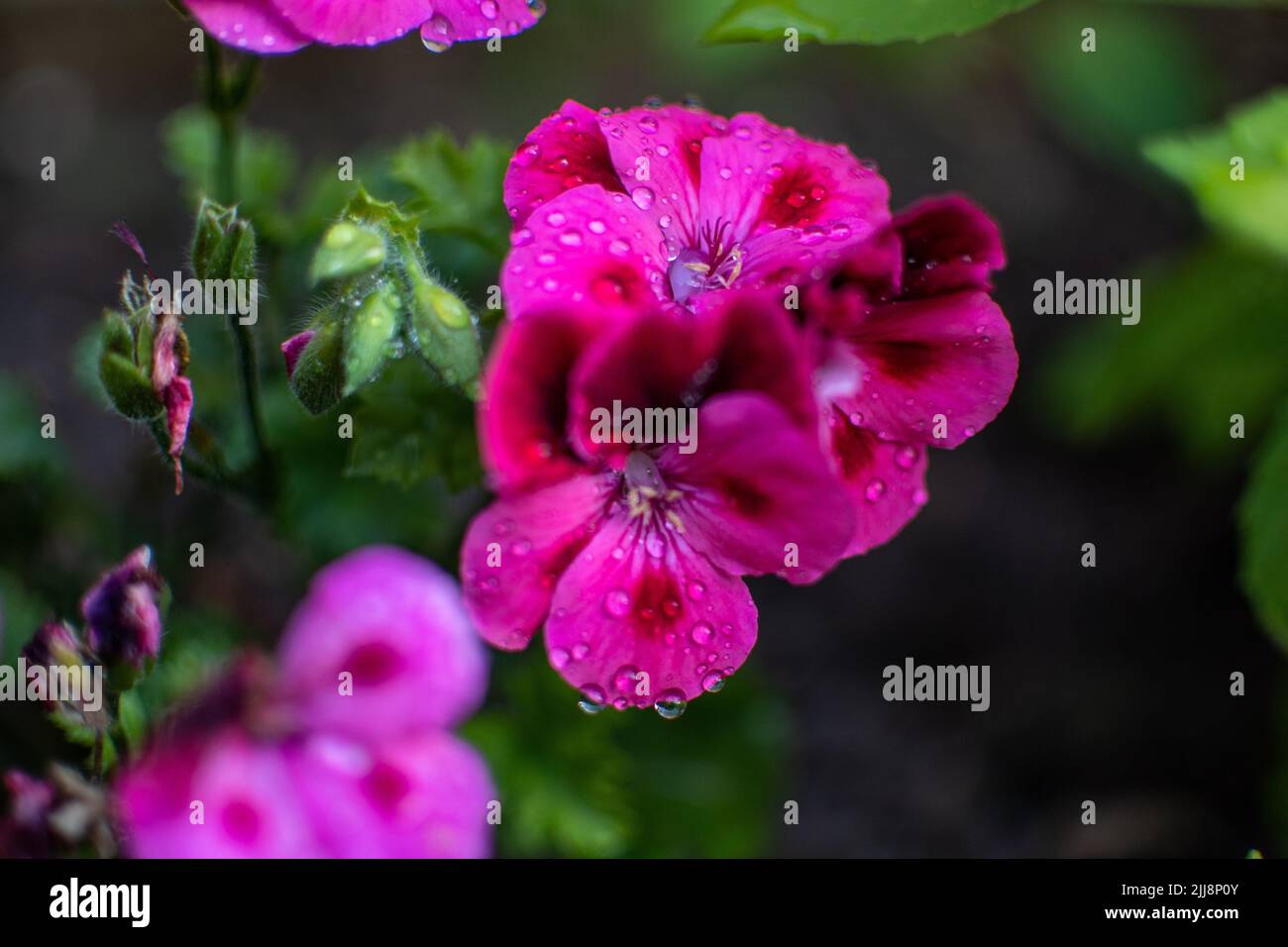A bunch of beautiful purple geranium flowers with dewdrops in a garden ...