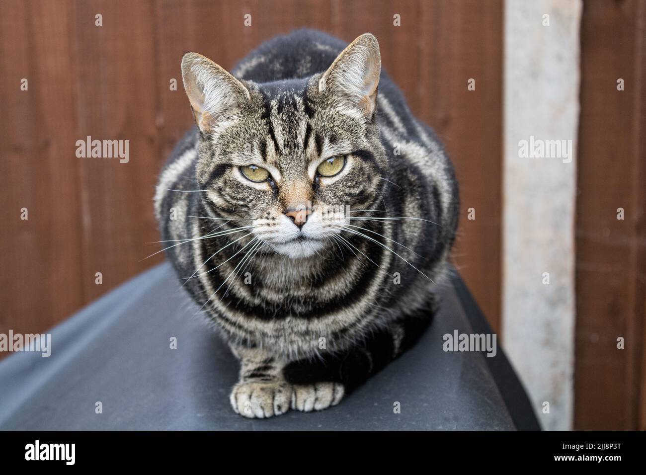 The close-up view of a tabby cat looking straight into the camera Stock ...