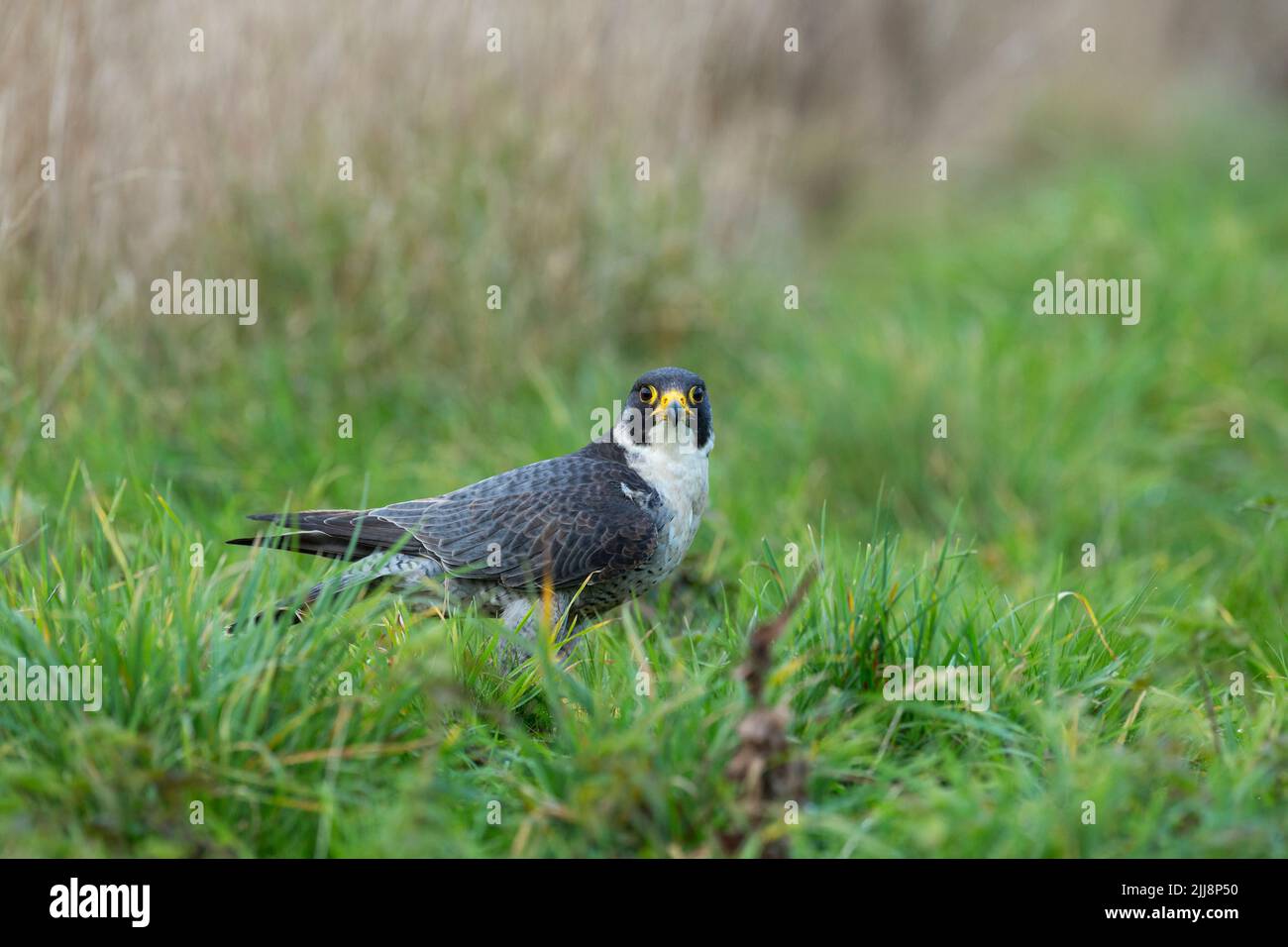 Peregrine falcon Falco peregrinus (captive), adult male, feeding on