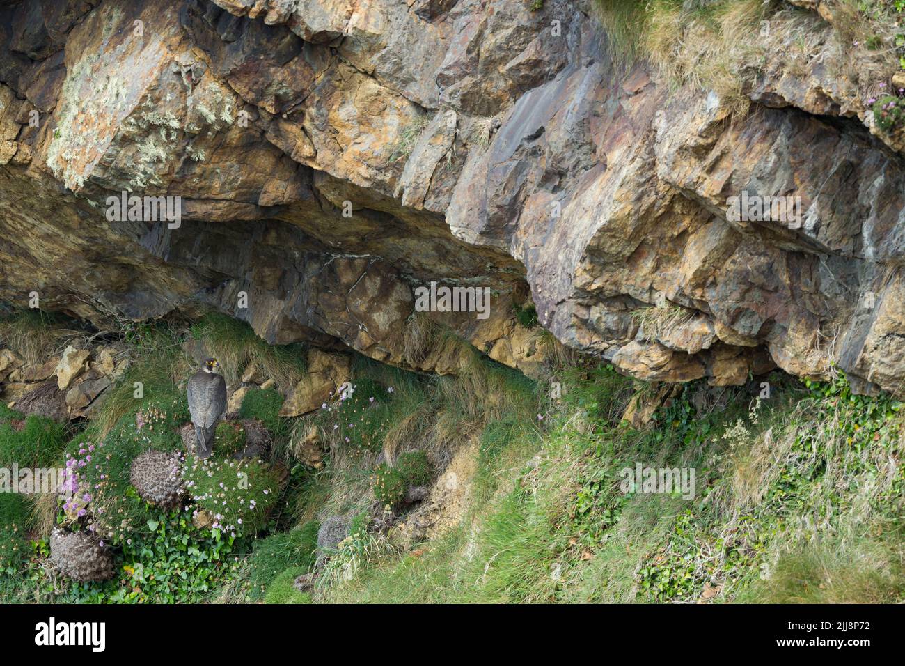 Peregrine falcon Falco peregrinus, adult perched under cliff overhang, Ramsey Island, Pembrokeshire, Wales, UK, June Stock Photo
