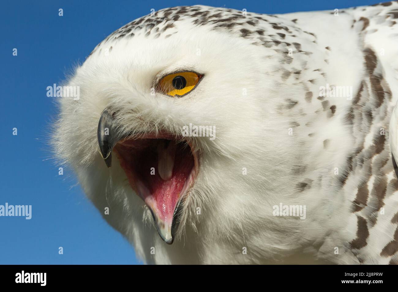 Snowy owl Bubo scandiacus (captive), female, head profile close up ...