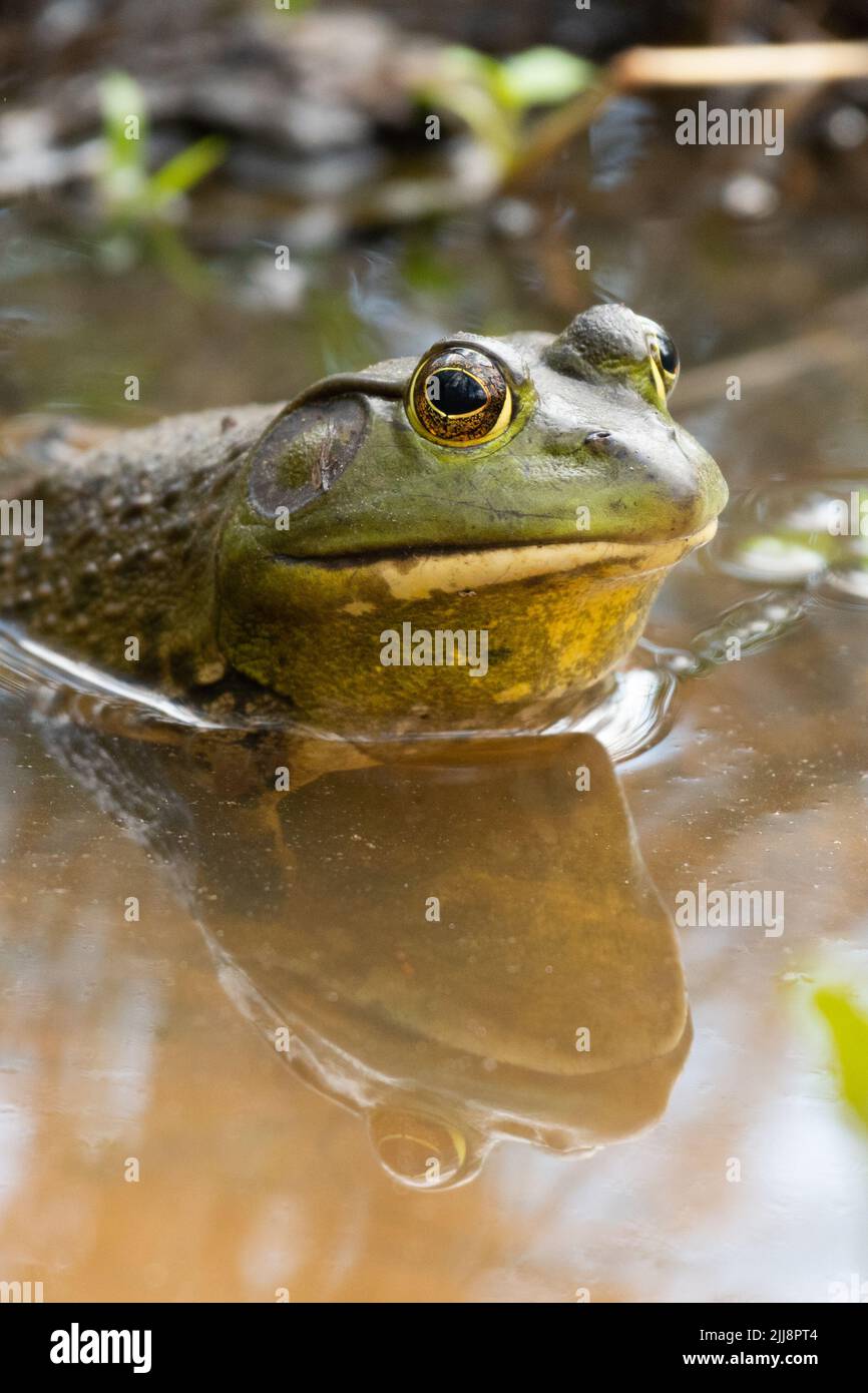 A vertical closeup shot of a Grenouille Verte frog and its reflection in the water Stock Photo