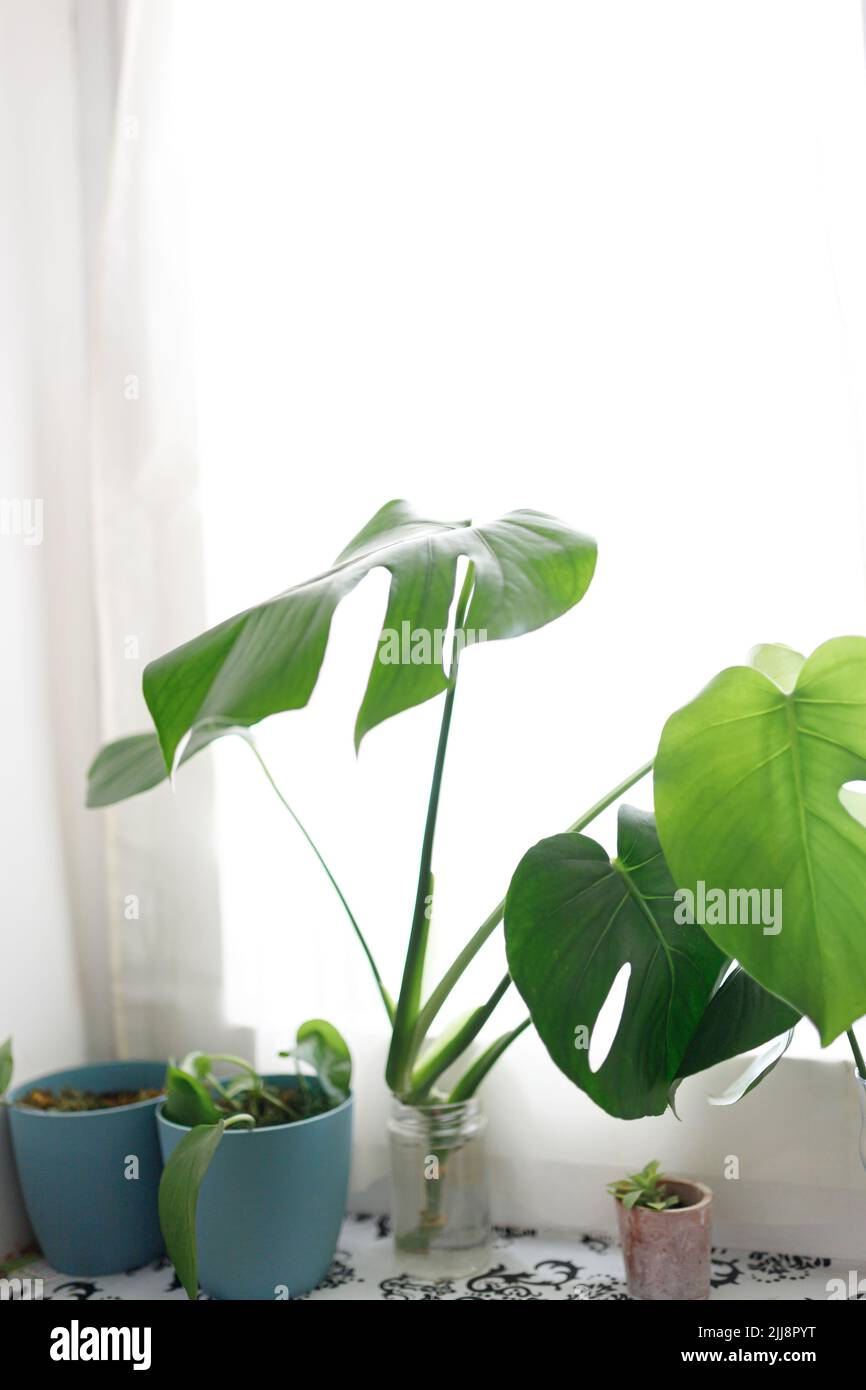 propagating Swiss Cheese Plant , Philodendron Monstera in water Stock