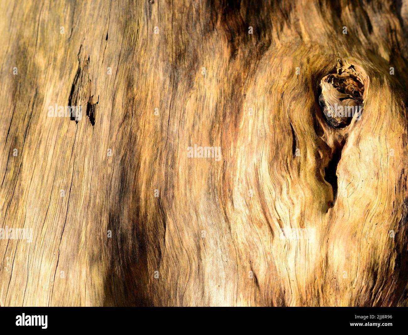 Markings on a fallen tree trunk. Stock Photo