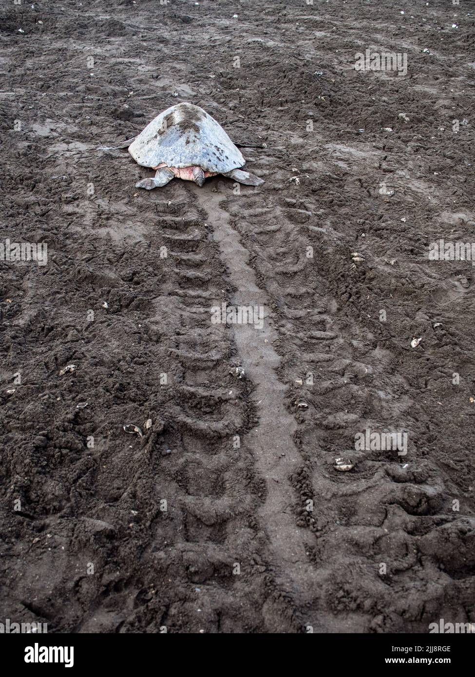 Vertical tracks hi-res stock photography and images - Alamy