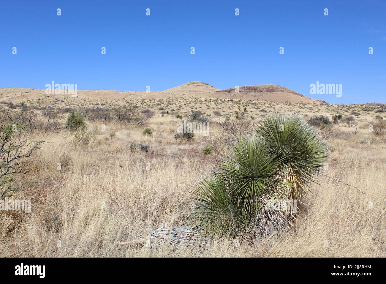 Soaptree yucca with mountain in the background on the Davis Mountains Loop in west Texas Stock Photo