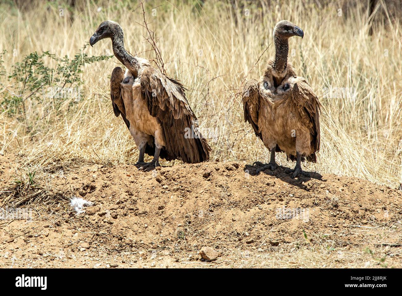 Two white-backed vultures (Gyps africanus) standing on the ground. Stock Photo