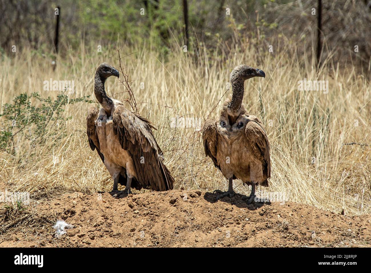 Two white-backed vultures (Gyps africanus) standing on the ground. Stock Photo