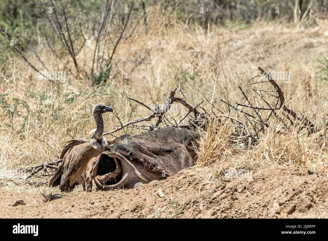 A white-backed vulture (Gyps africanus) with a dead cow. Stock Photo