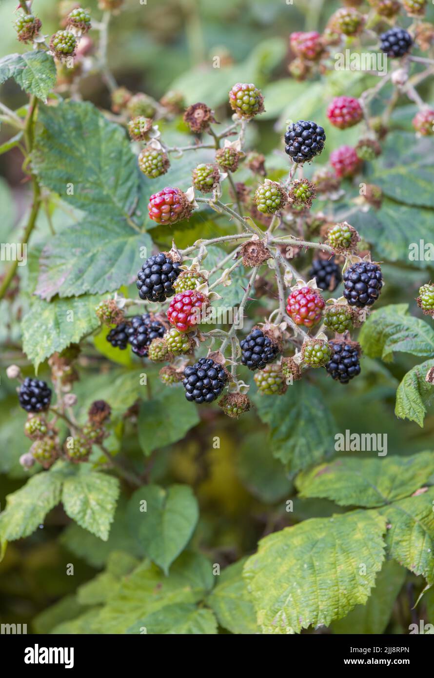 A bunch of Blackberries, ripening on a Bramble plant in Lancashire, UK